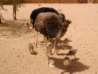 la famille autruche s'agrandit !