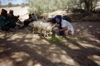autruchons  Guirmat en janvier 1995