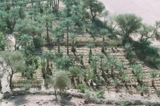 Un jardin de Timia depuis le fort Massu