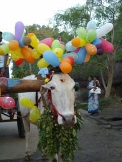 3ème jour de Pongal, les vaches sont vénérées, ornées de fleurs et de ballons