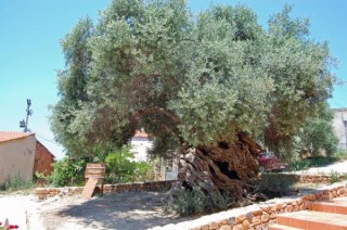 5000 ans vous contemple...