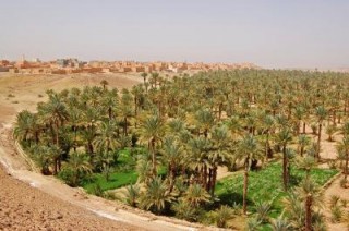 voila l'oasis de nkob/sud-est maroc