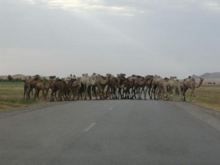 chameau mauritane