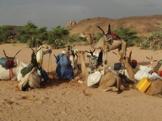 Les dromadaires qui attendent leurs passags occid...