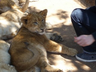 A ct d'un lionceau