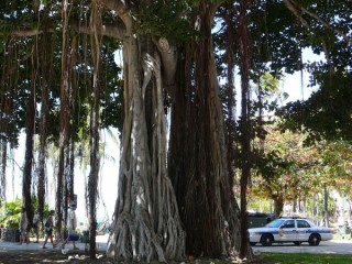 A l'ombre des arbres hawaen