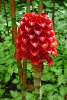 Ananas rouge Ananas rouge