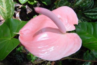 Anthurium rose