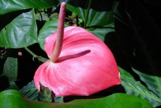 Anthurium rose fonce