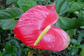 Anthurium rouge Anthurium rouge