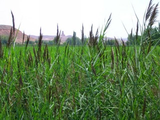 Photo du chteau de Alhama de Aragon (Aragon)