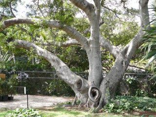 Arbre banyan de Chine Arbre banyan de Chine
