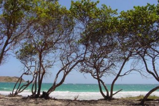 Arbres sur la plage