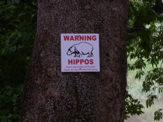 Attention Hippos