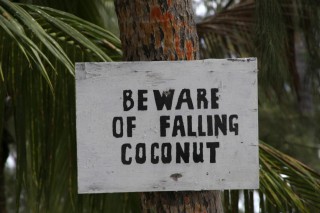 Attention chute de noix de coco