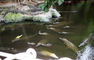 Bains des crocodiles