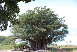 Baobab sacr en brousse