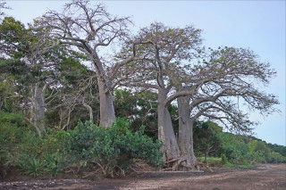 Baobabs sur la plage de Sakouli