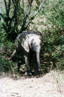 Bébé Eléphant au Masai Mara