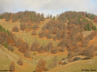 Bois d'automne près du village de Sirnea, Monts Piatra Craiului