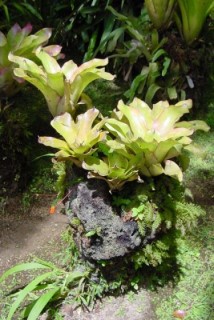 Broméliacées Broméliacées