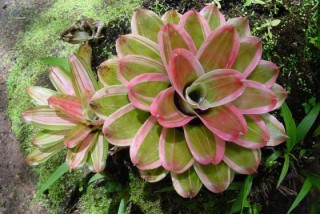 Broméliacées Broméliacées