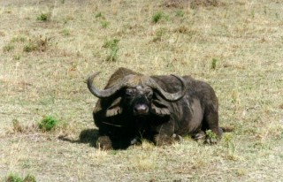 Buffle - Masai Mara