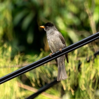 Bulbul malgache