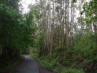 CAMINO FORET D'EUCALYPTUS