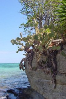 Cactus sur l'let Thierry