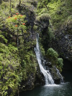 Cascade parmi la vgtation