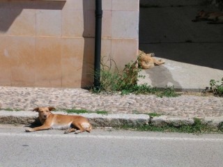 Photo du monastre de Santo Domingo de Silos...