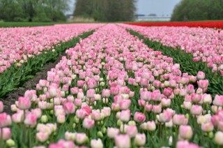 Champs de tulipes