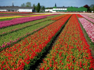 Champs de tulipes aux Pays-Bas