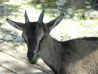 Chvre sauvage (Kri kri)