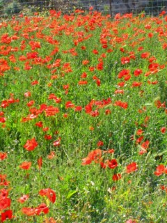 Coquelicots