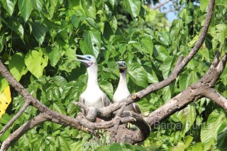 Couple d'oiseaux des Kiribati