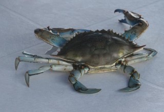 Crabe bleu
