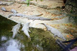 Crocodiles au repos