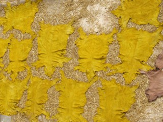 Cuirs jaunes schant au soleil