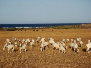 Photo du Cabo de Gata et plages environnantes...