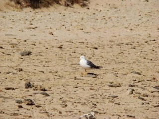 Photo des plages du cap de Trafalgar