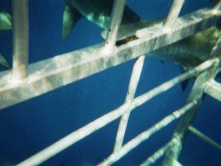 Dans la cage aux requins