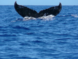 Dernire plonge en toute majest