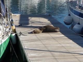 Des otaries sur les pontons !