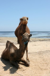 Deux chameaux sur la plage