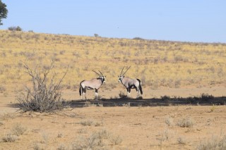 Deux oryx à l'ombre