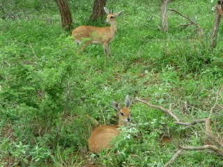 Deux steenboks