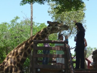 Nourrir les girafes (2)
