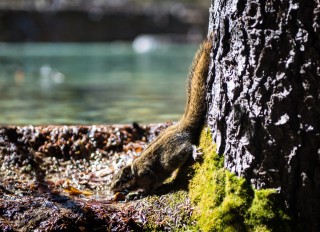 �cureuil de la vall�e de Huanglong